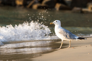 Seagull on the beach 