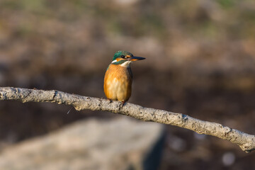 Kingfisher on first morning sun