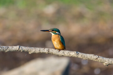 Kingfisher On Kerkini lake