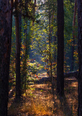 Woodland. Sunny morning. The rays of the sun play in the branches of trees. Travel in nature.