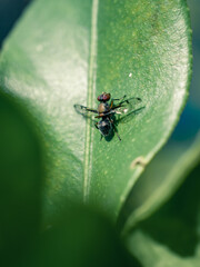 Insect on a green leaf