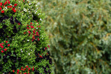 close-up of ornamental shrubs with flowers on a blurry park background with copy space