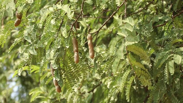 Tamarind hanging on the tree, Asian fruits, Fresh tamarind fruit on the tree