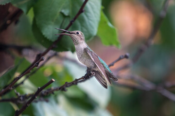 A green hummingbird sitting on a branch in California