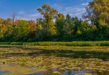 A pond with water lilies surrounded by forest. Tranquil nature outdoors scene.