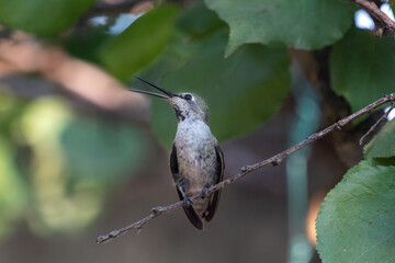 A green hummingbird sitting on a branch in California