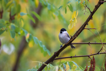 March tit in Autumn colors