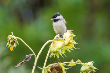 Beautiful birds in colors of the Autumn