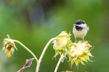Obraz premium Beautiful birds in colors of the Autumn