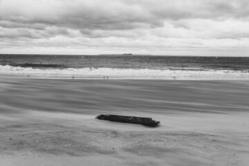 Washed up tree on the beach with the waves in blurred background in black and white