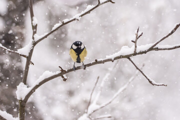 Winter birds on snowy day