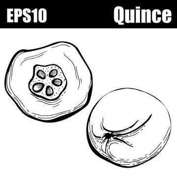  Isolated outline quince