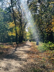Obraz premium autumn in the forest