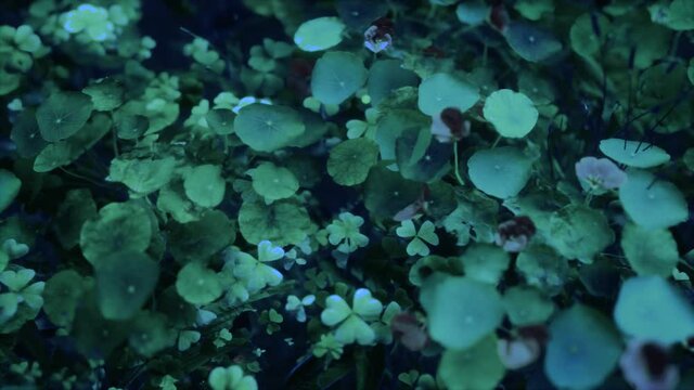 Generative Plants