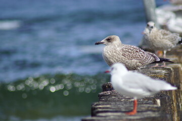 Sagulls standing on a pier.