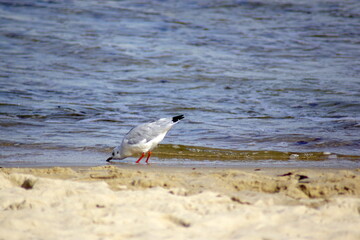 A seagull drinking from the sea.