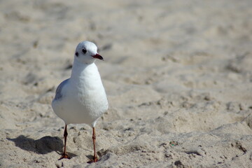 A seagull walking o na beach.