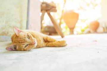 Fototapeta premium Cute orange cat sleeps on the concrete floor. perfect dream.