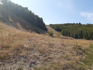 
grass and bushes on the mountainside