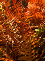 Orange fern leaves in autumn forest.