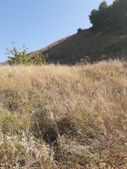 
grass and bushes on the mountainside