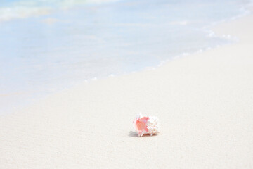 波打ち際の貝殻