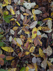 Obraz premium Leaf pattern in autumn forest.
