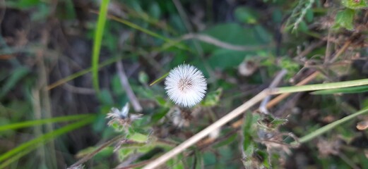 Dandelion Head Flower | VJ Capture |