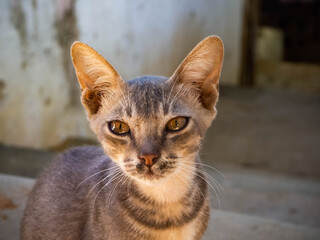 Cute brown cat staring at the camera in Bagan, Myanmar
