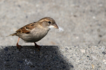 Der Spatz
