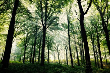 Obraz premium morning in the forest