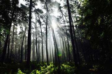 Fototapeta premium rays of light