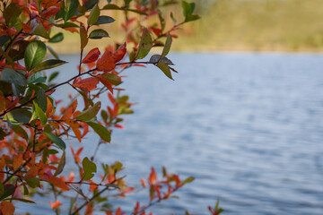 Red and yellow autumn foliage of trees on the background of a forest lake