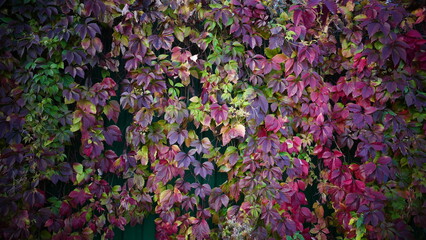 Autumn colored Ivy on the fence, beautiful foto with atmosphere of warm oktober, colored leaves red, green and purple