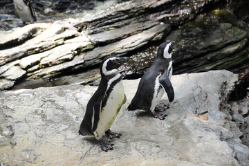 Naklejka premium Manchots de Magellan, Oceanarium de Lisbonne au Portugal