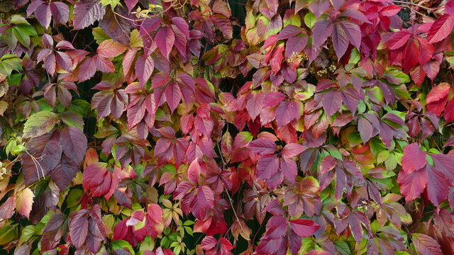 Autumn colored Ivy on the fence, beautiful foto with atmosphere of warm oktober, colored leaves red, green and purple