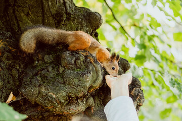 Squirrel on a tree eats food from its hand