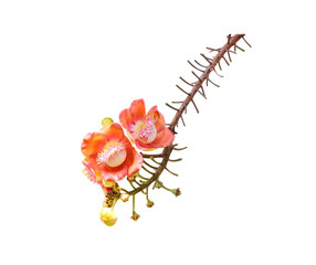 Tropical cannonball tree flowers or shorea robusta branch isolated on white background clipping path
