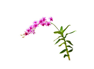 Dark pink orchids dendrobium or purple flowers branch isolated on white background , clipping path