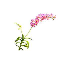 Light pink orchids dendrobium fresh flowers branch isolated on white background , clipping path