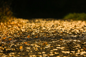 Golden leaves on the ground in rainy weather on sunset. Autumn season. Copy space for text.