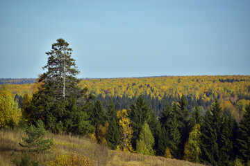 Endless autumn forest among the dry grass of unmown fields. Autumn is in full swing in the foothills of the Western Urals.