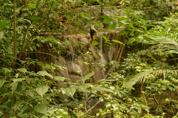 The old ruins of the Mayan town of Palenque in Chiapas, Mexico