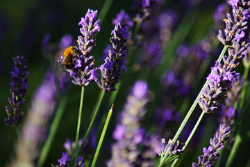 A bumblebee among lavender flowers.