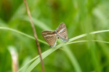 ウラナミシジミの交尾