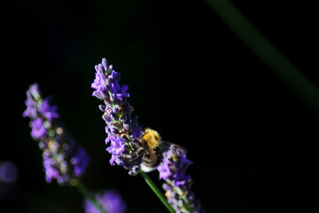 A bumblebee among lavender flowers.