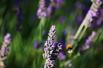A bumblebee among lavender flowers.