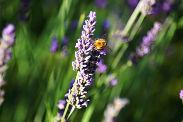 A bumblebee among lavender flowers.