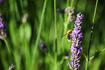 A bumblebee among lavender flowers.