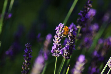 Obraz premium A bumblebee among lavender flowers.